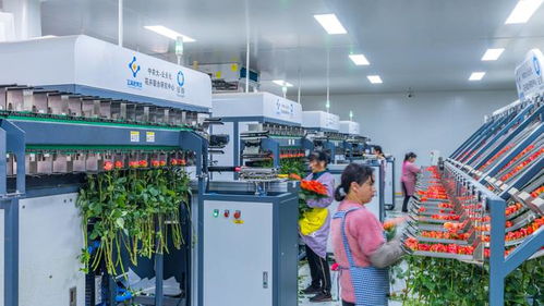 来看云南这座超级 鲜花工厂 里的高科技
