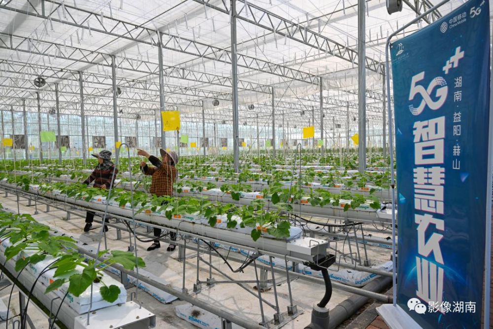 744月11日,益阳市赫山区泉交河镇"竹泉山智慧农业第一村",技术人员