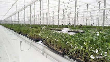 智能化种植|新疆霍尔果斯现代农业科技产业园生机盎然