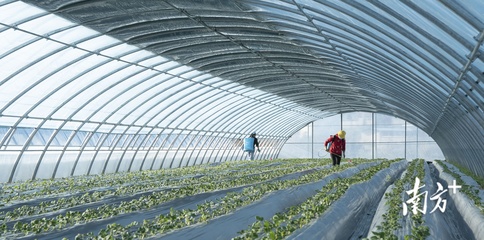 广州冬粮作物面积瞄准3.15万亩,已制定任务分解表