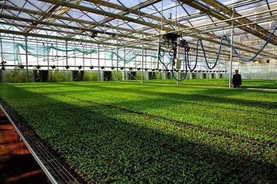 漫谈|设施农业如何在快速的科技发展中优化升级?