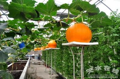 全国粮食增产督导组在天水督导检查 王钧陪同(图)