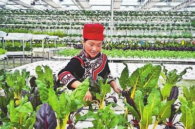 育苗土从拉脱维亚进口 无土栽培原料来自海南 昭觉这个农业产业园很“智慧”