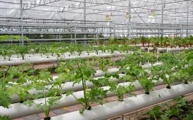 河南省信阳市光山县鑫晟隆现代农业科技园项目