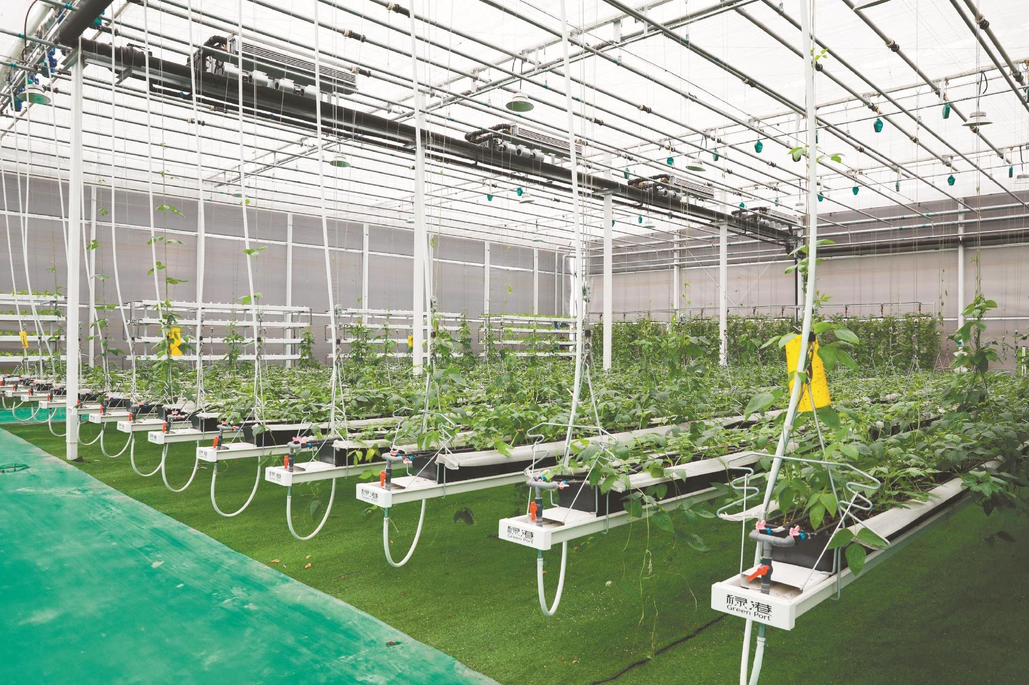 蒙城县兴农绿港现代农业科技产业园智能温室无土栽培场景.