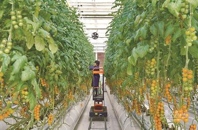 现代农业科技园的工作人员正在采摘西红柿。