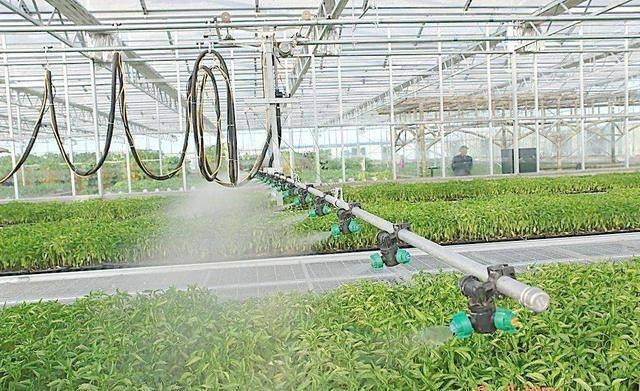 高科技现代农业 辞职回乡创业，收入比打工高10倍的农业革命