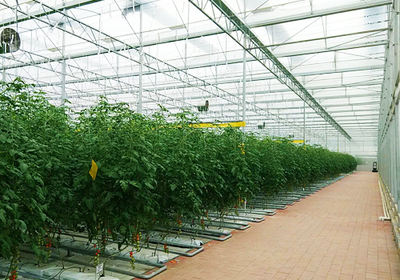 科技赋能农业新篇 广东河源弘稼农业引进熊蜂，创新番茄授粉模式